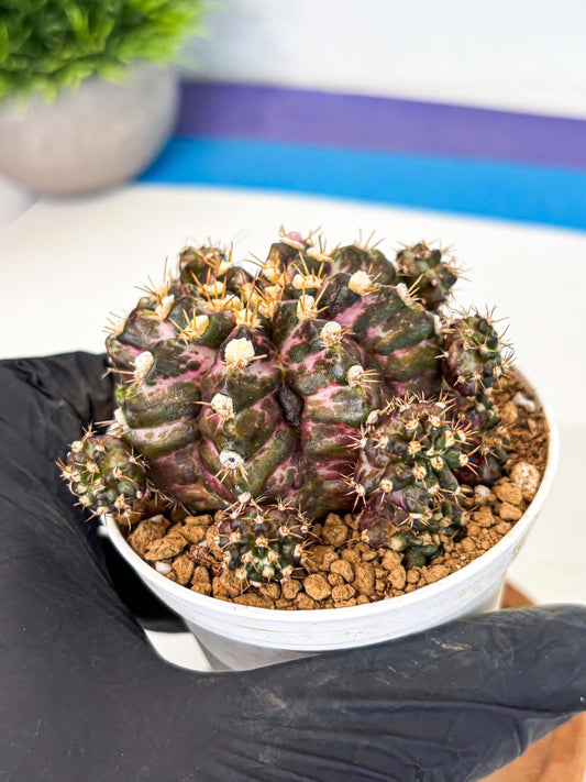 Gymnocalycium T-Rex (gy10) (g4) | Variegated Cactus