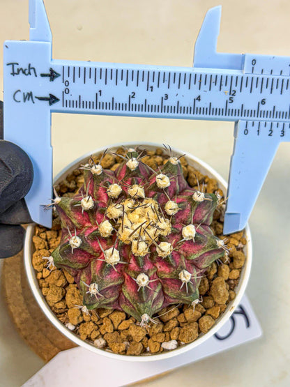 Gymnocalycium T-Rex (gy10) (g5) | Variegated Cactus