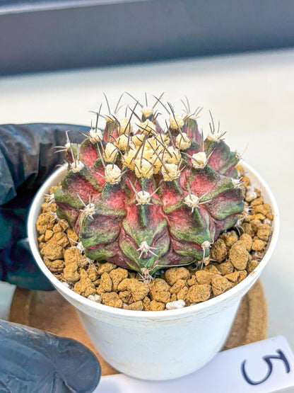 Gymnocalycium T-Rex (gy10) (g5) | Variegated Cactus