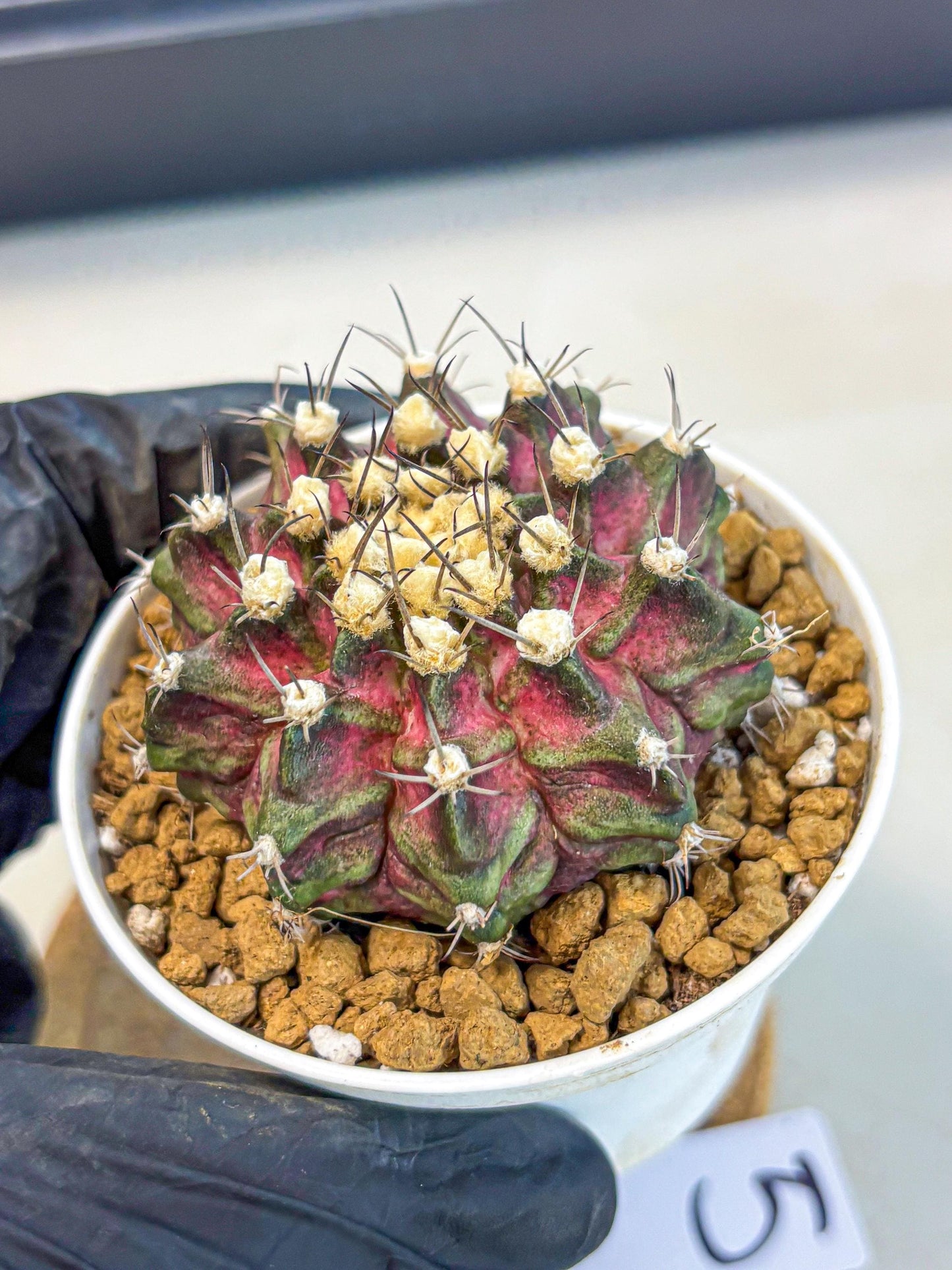 Gymnocalycium T-Rex (gy10) (g5) | Variegated Cactus