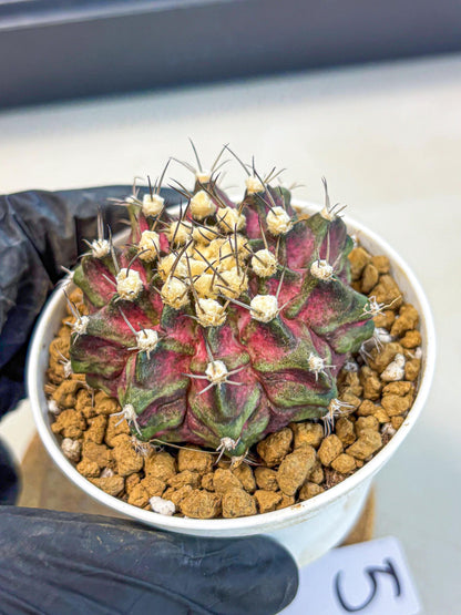 Gymnocalycium T-Rex (gy10) (g5) | Variegated Cactus