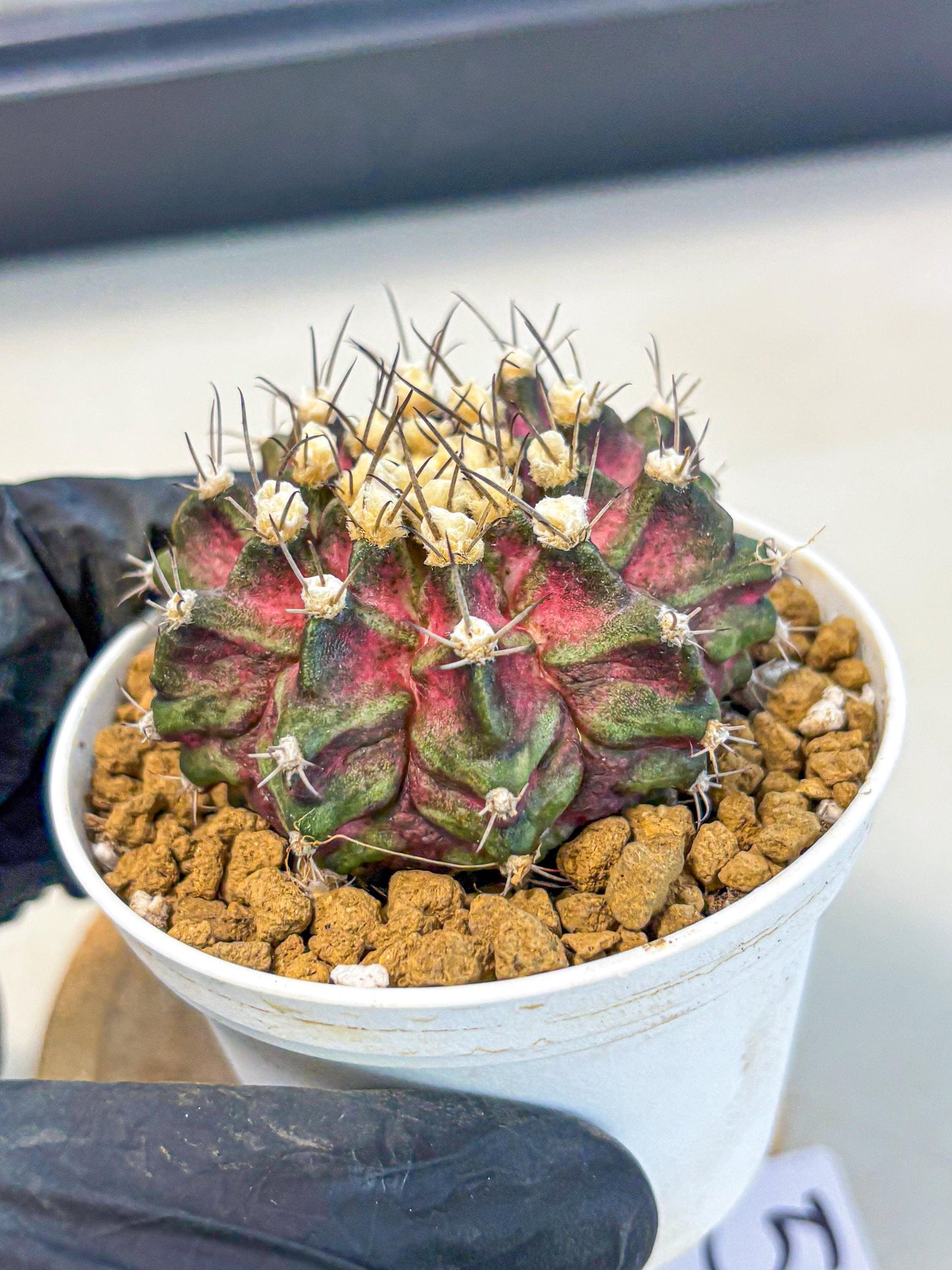 Gymnocalycium T-Rex (gy10) (g5) | Variegated Cactus