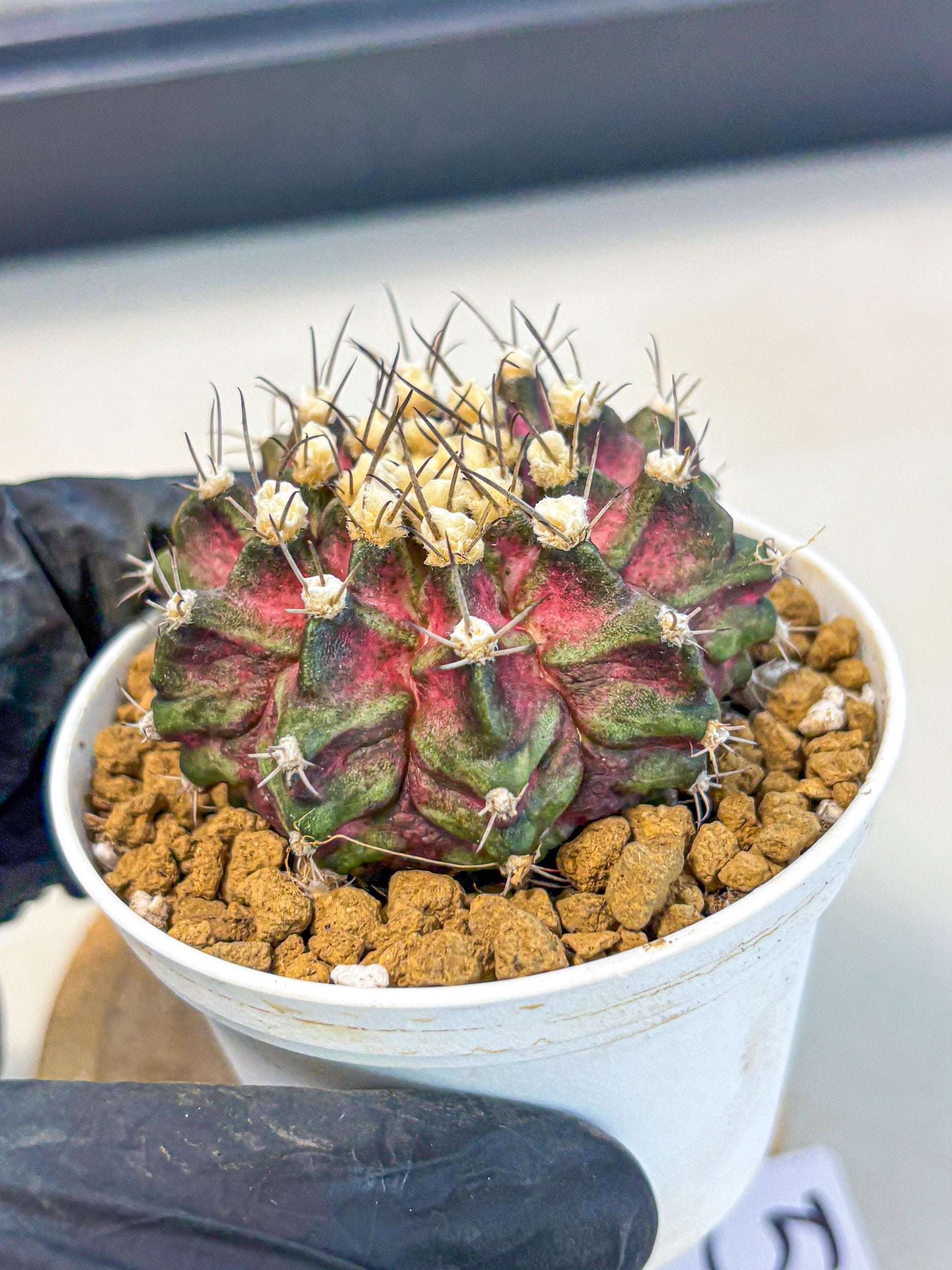 Gymnocalycium T-Rex (gy10) (g5) | Variegated Cactus