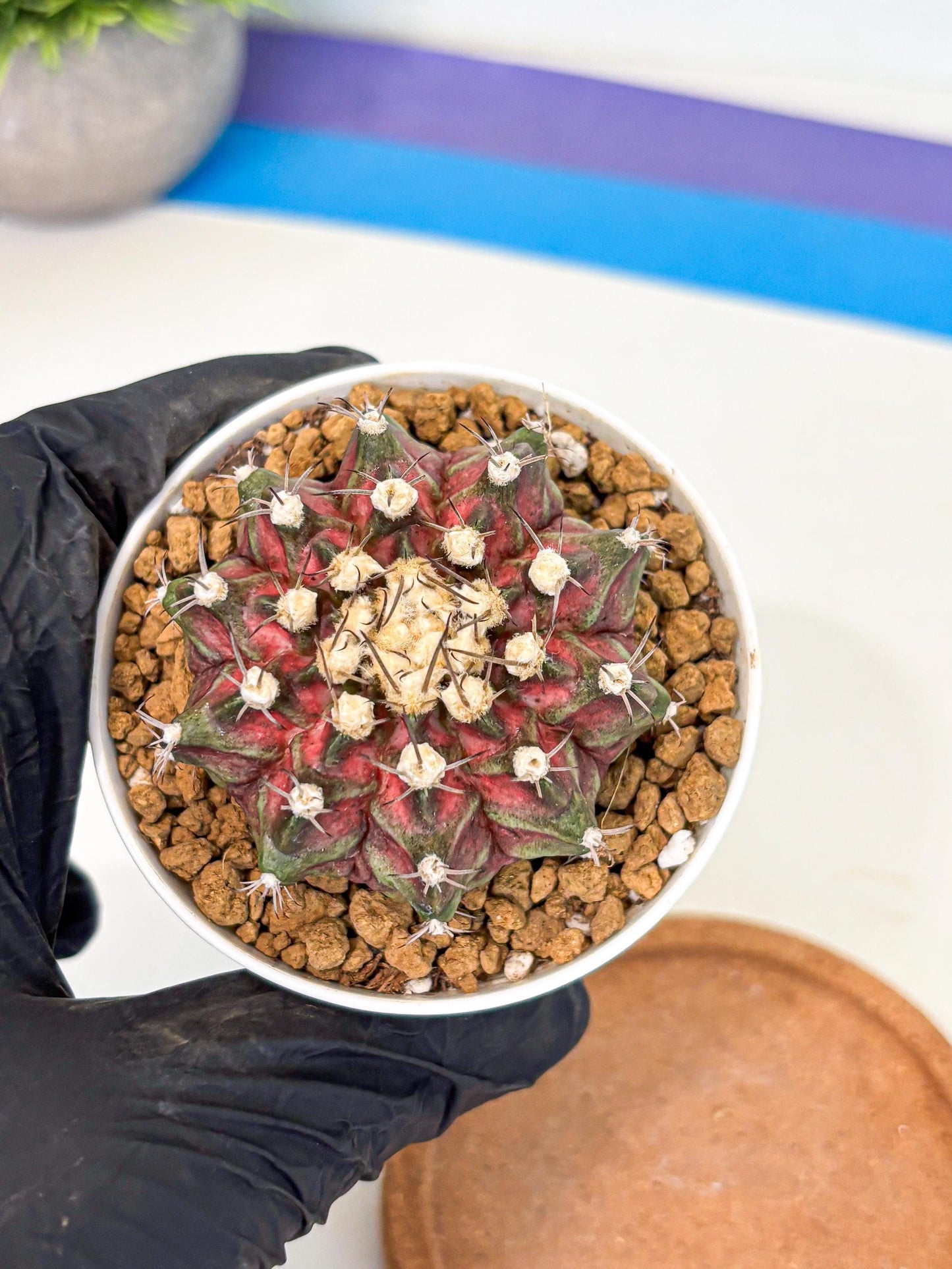 Gymnocalycium T-Rex (gy10) (g5) | Variegated Cactus