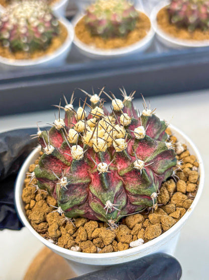 Gymnocalycium T-Rex (gy10) (g5) | Variegated Cactus