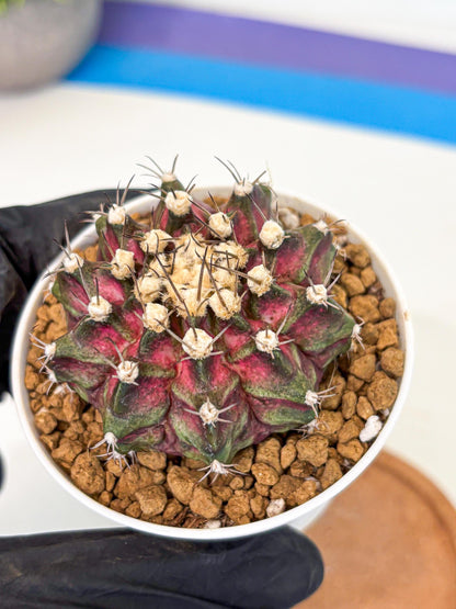 Gymnocalycium T-Rex (gy10) (g5) | Variegated Cactus