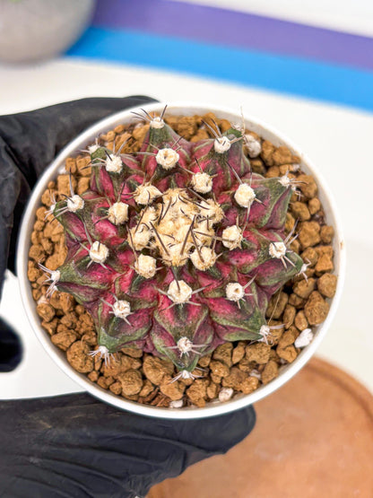 Gymnocalycium T-Rex (gy10) (g5) | Variegated Cactus