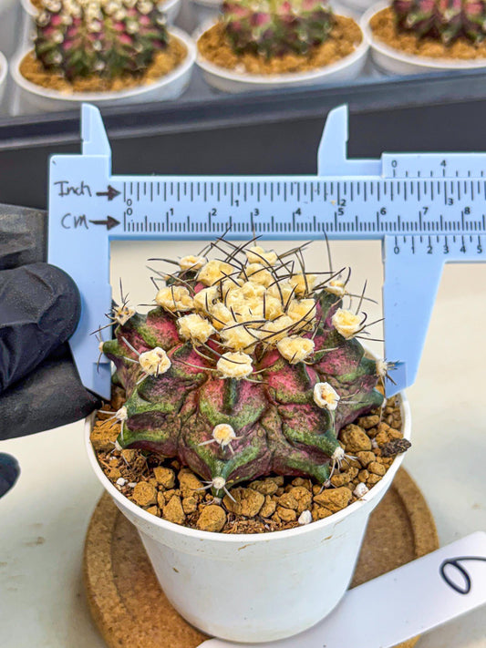 Gymnocalycium T-Rex (gy10) (g6) | Variegated Cactus