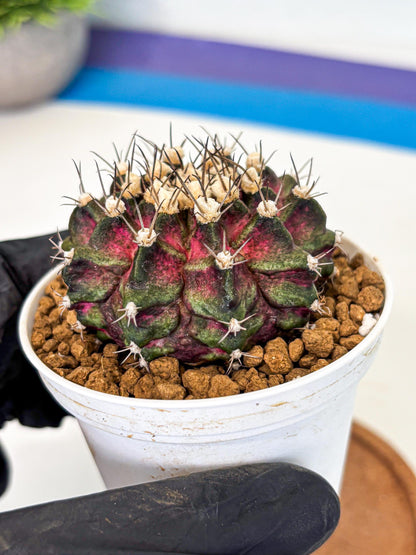 Gymnocalycium T-Rex (gy10) (g5) | Variegated Cactus