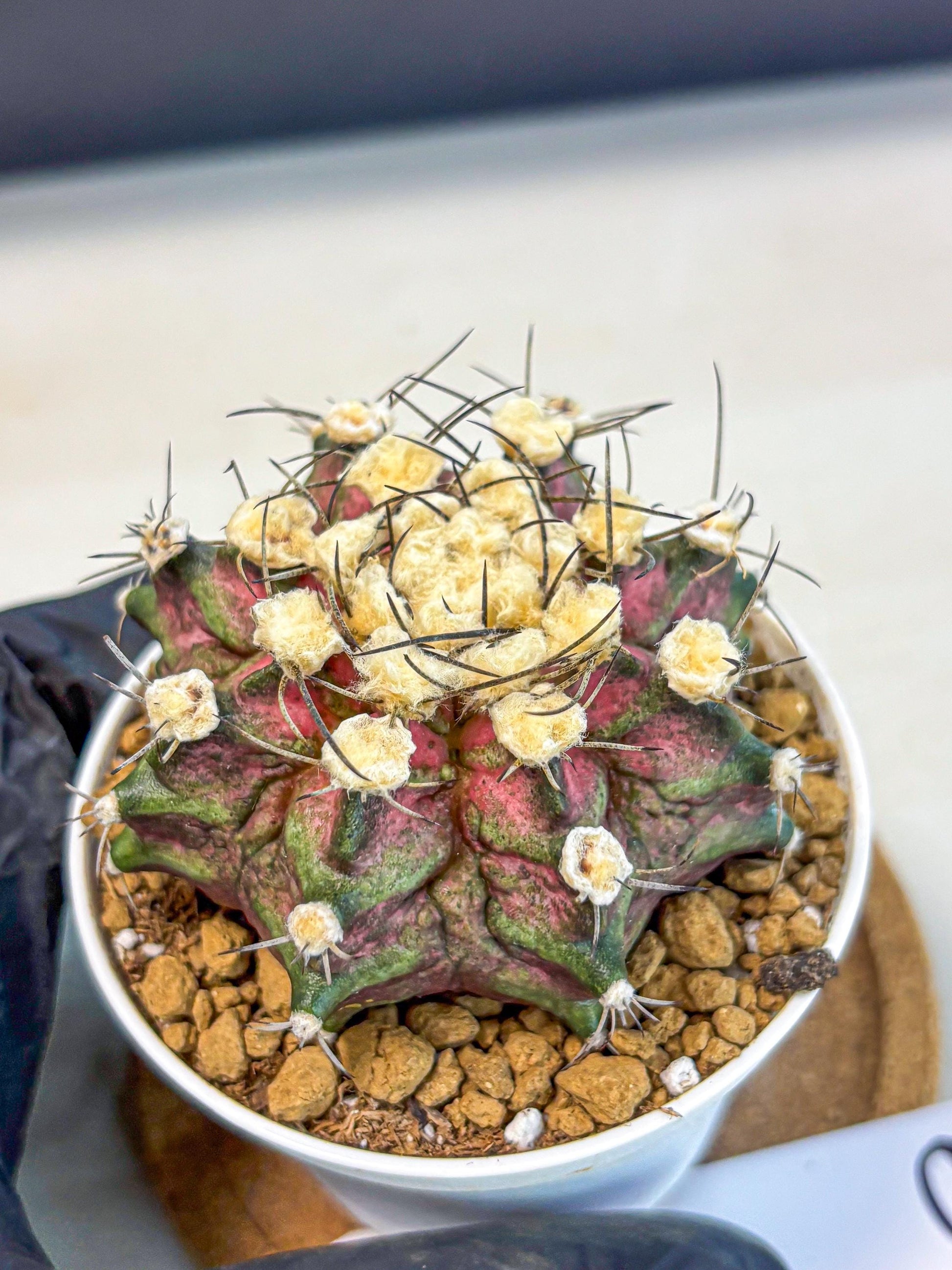 Gymnocalycium T-Rex (gy10) (g6) | Variegated Cactus