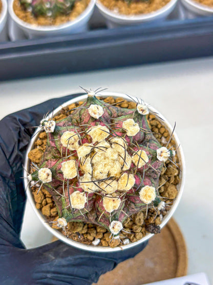 Gymnocalycium T-Rex (gy10) (g6) | Variegated Cactus