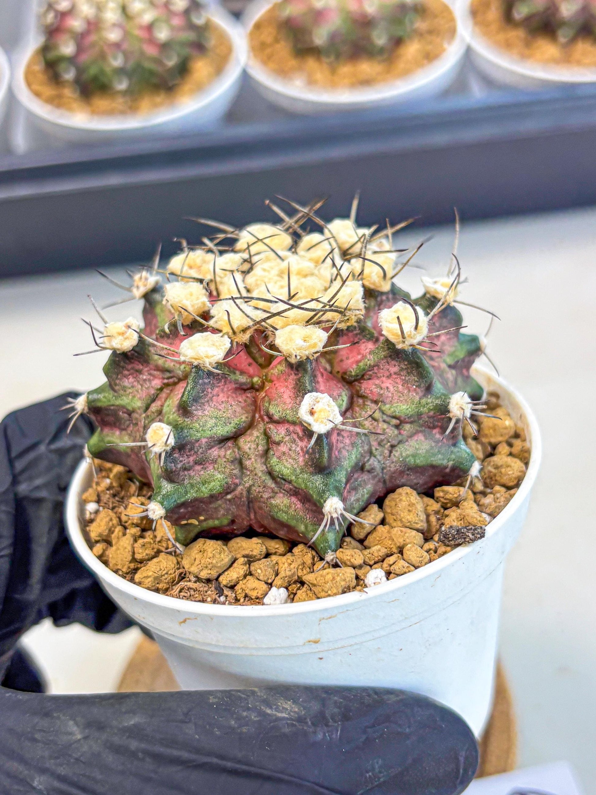 Gymnocalycium T-Rex (gy10) (g6) | Variegated Cactus