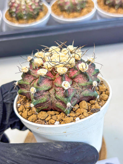 Gymnocalycium T-Rex (gy10) (g6) | Variegated Cactus