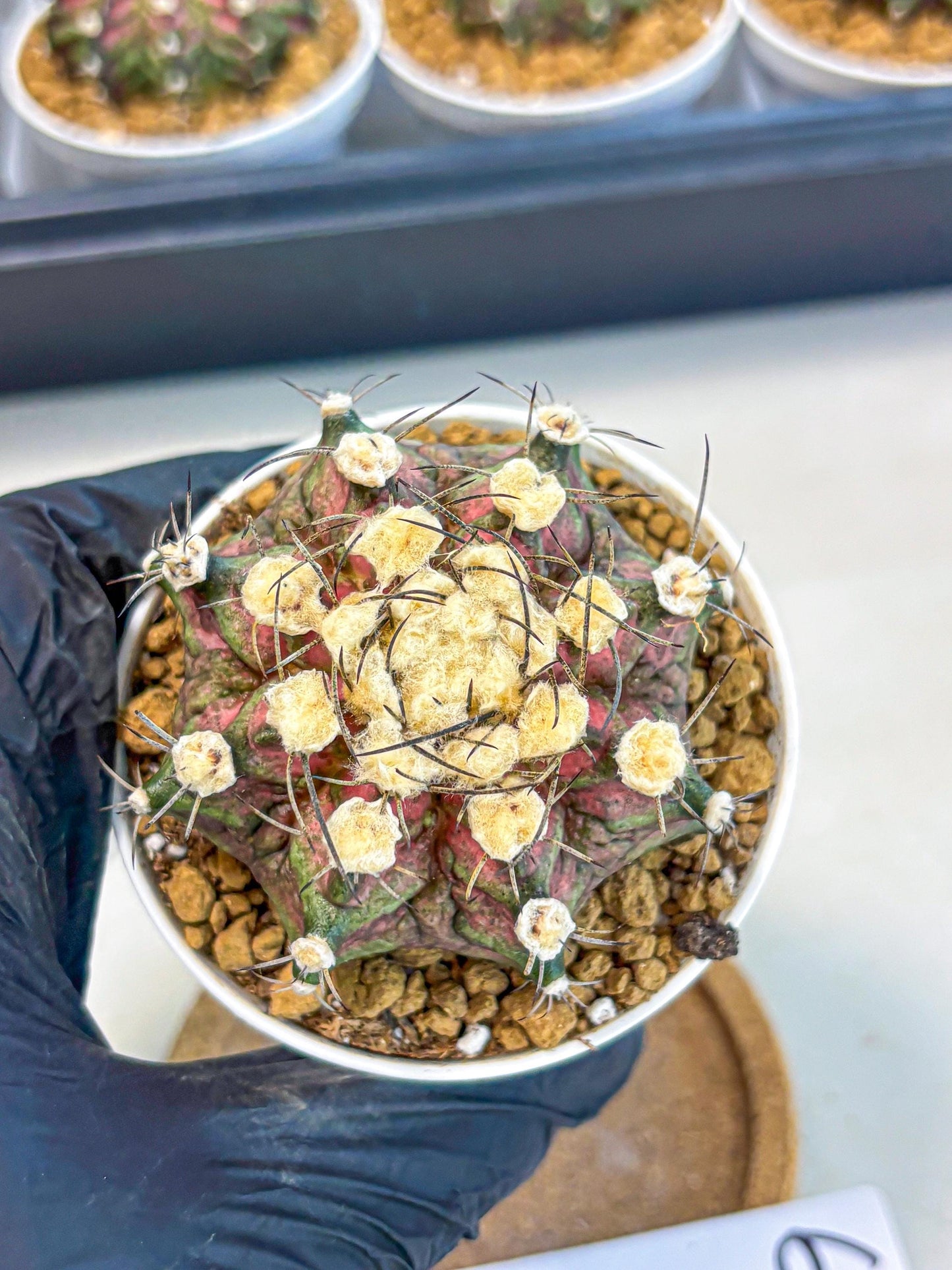 Gymnocalycium T-Rex (gy10) (g6) | Variegated Cactus
