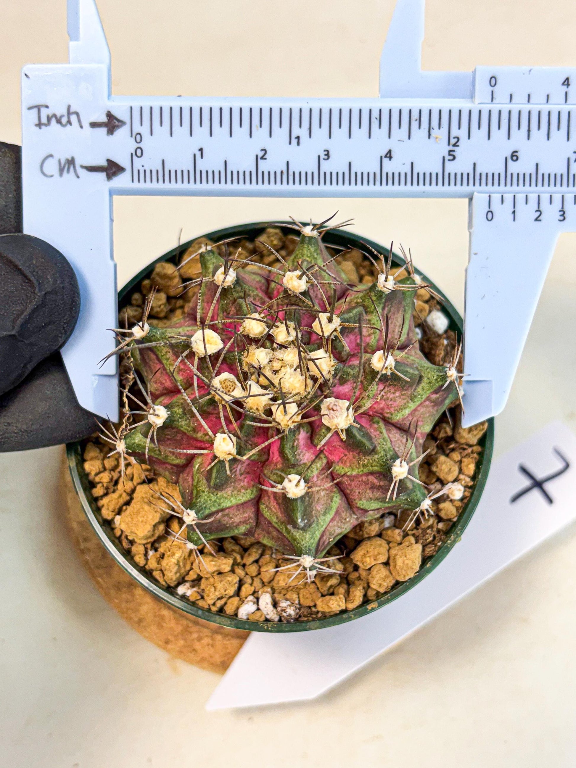Gymnocalycium T-Rex (gy10) (g7) | Variegated Cactus