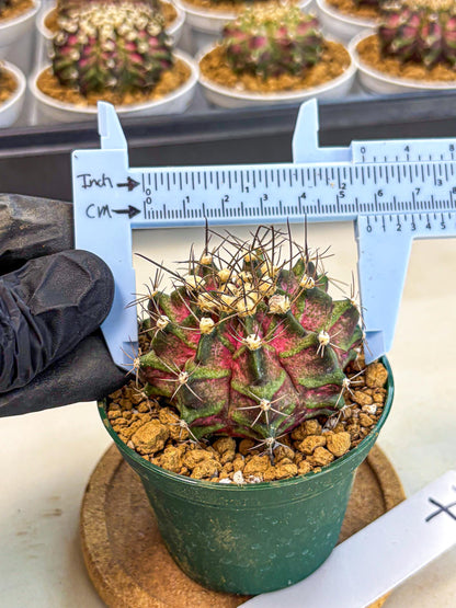 Gymnocalycium T-Rex (gy10) (g7) | Variegated Cactus