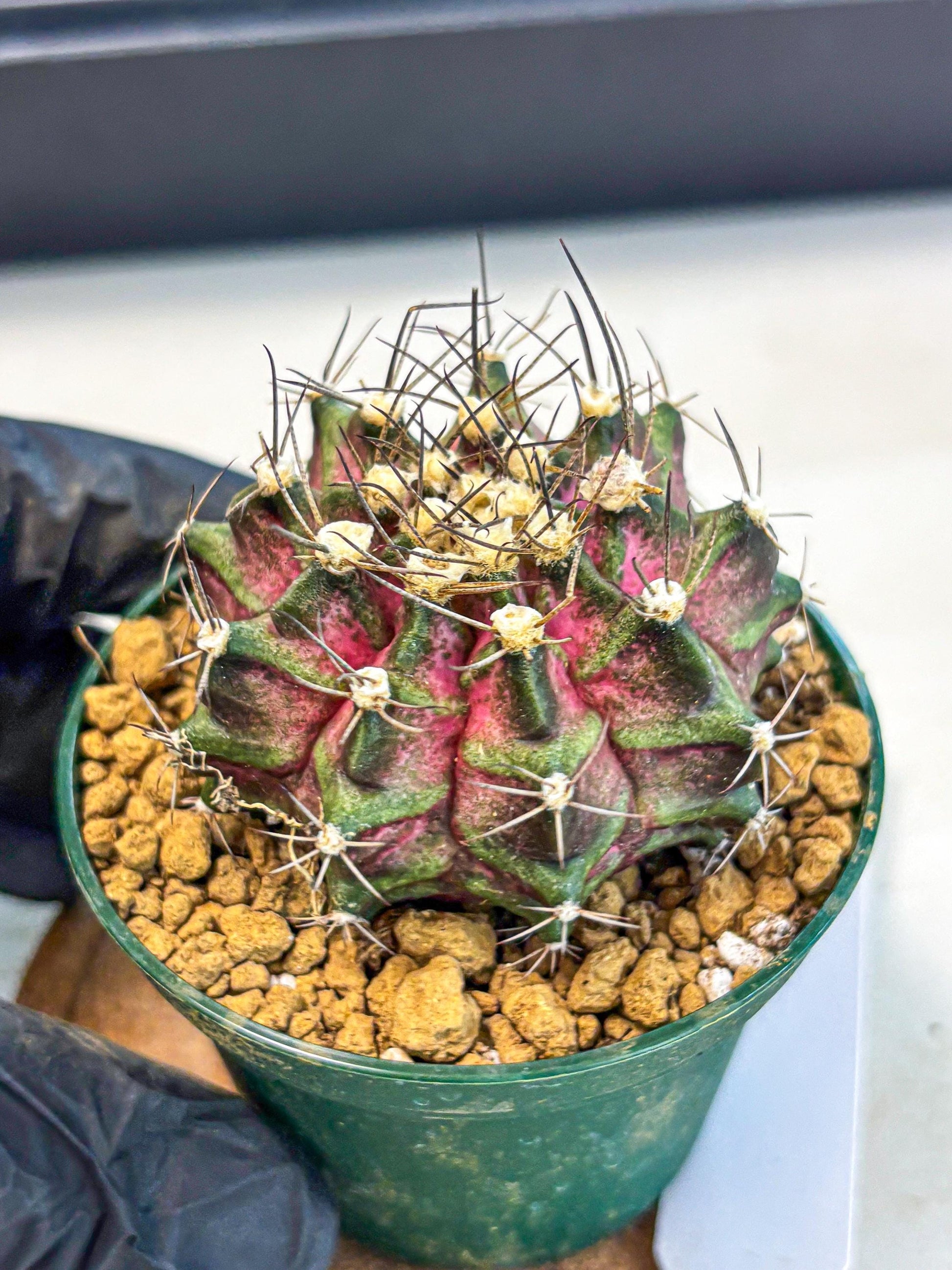Gymnocalycium T-Rex (gy10) (g7) | Variegated Cactus