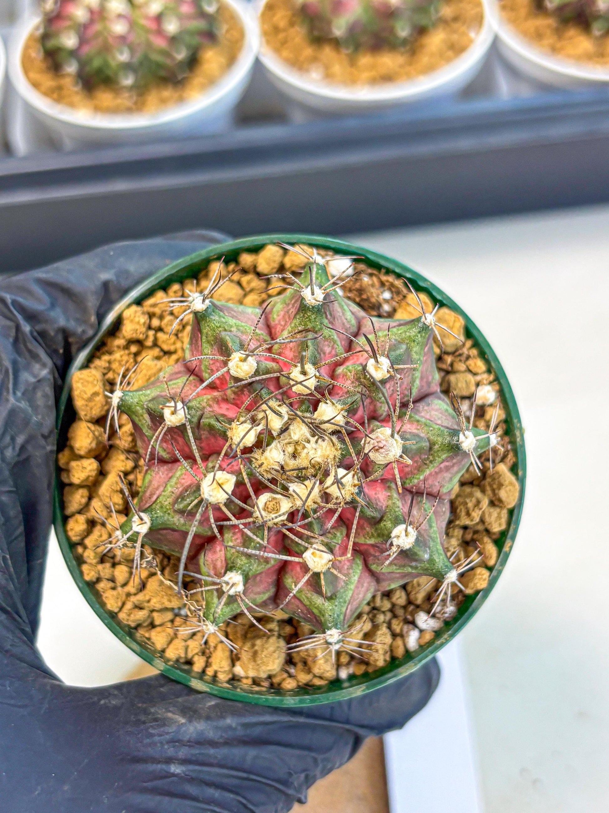Gymnocalycium T-Rex (gy10) (g7) | Variegated Cactus
