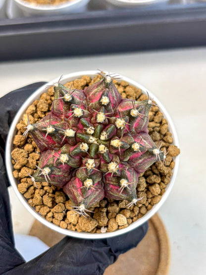 Gymnocalycium T-Rex (gy10) (y1) | Variegated Cactus