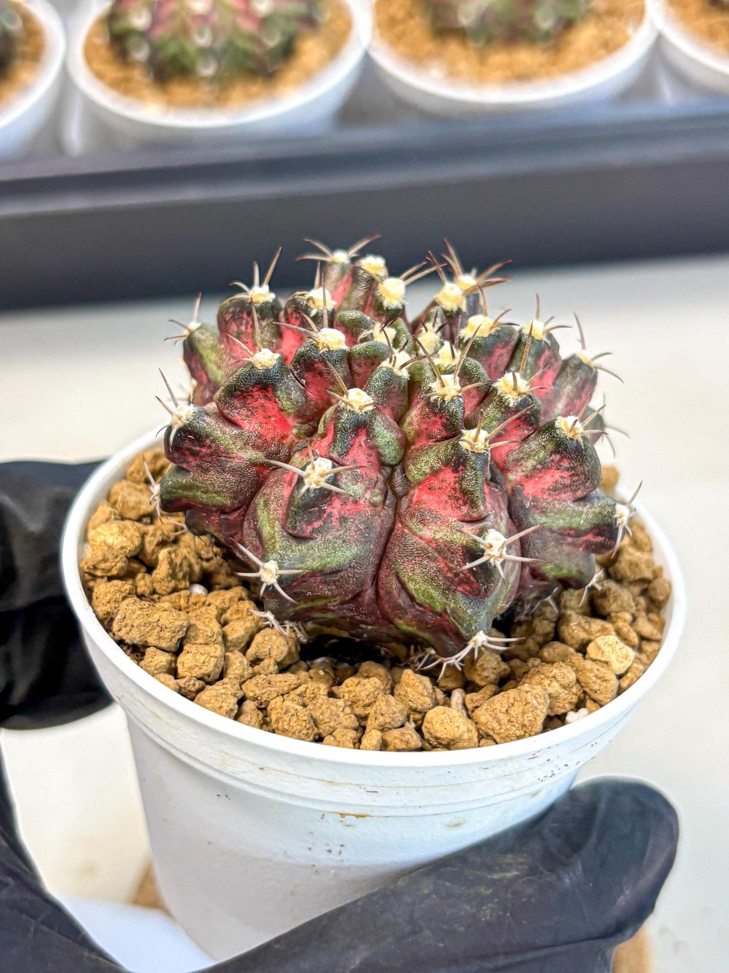 Gymnocalycium T-Rex (gy10) (y1) | Variegated Cactus