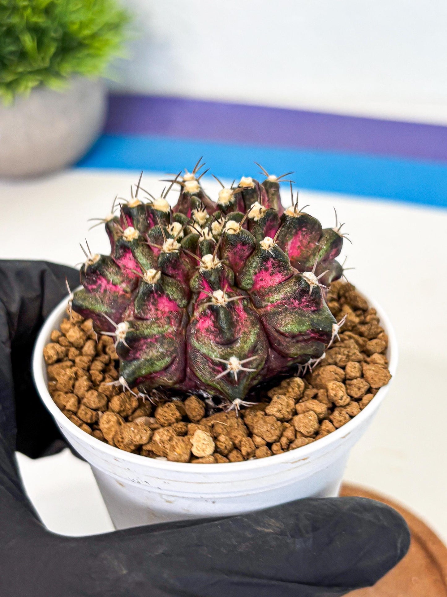Gymnocalycium T-Rex (gy10) (y1) | Variegated Cactus