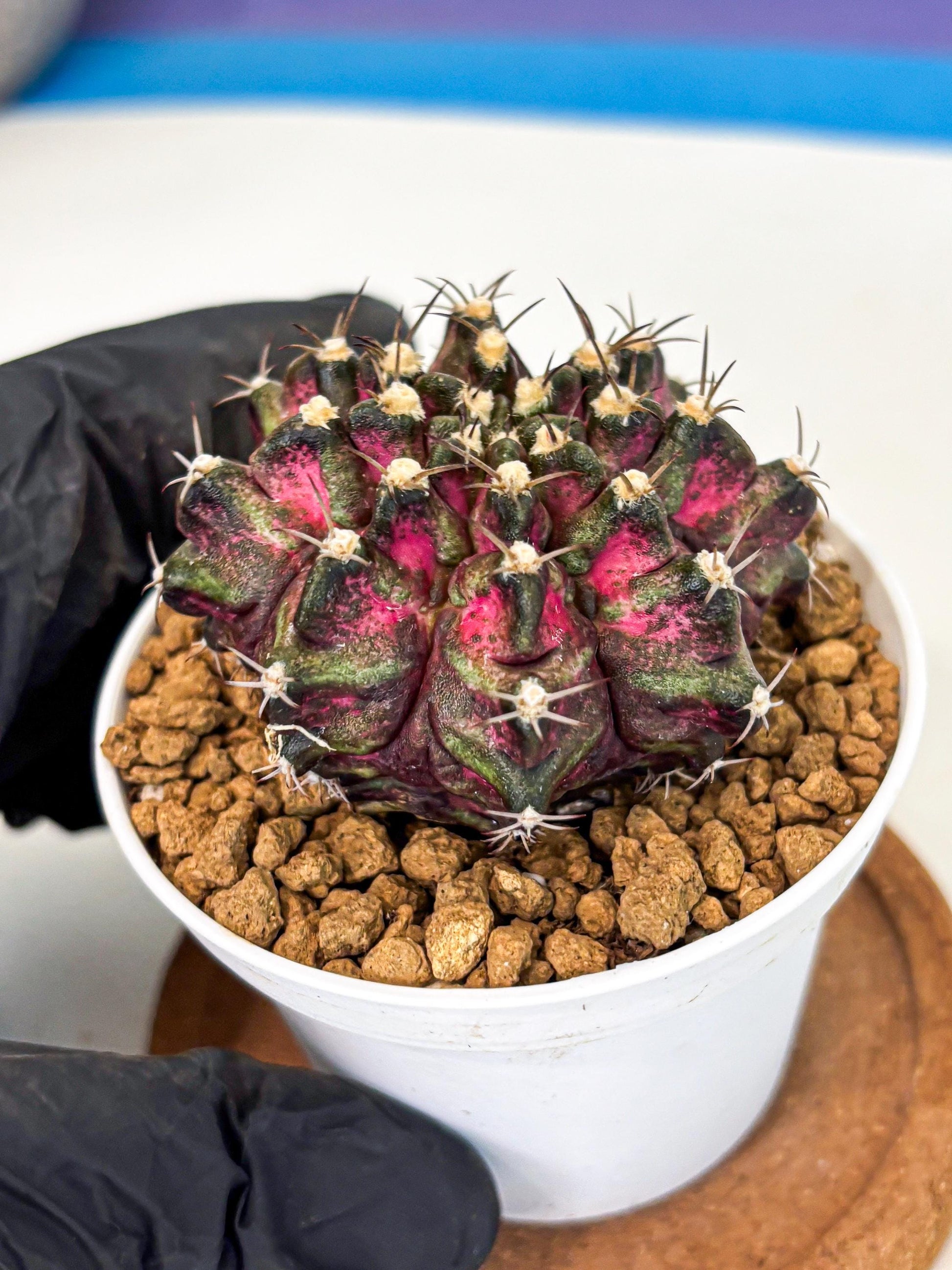 Gymnocalycium T-Rex (gy10) (y1) | Variegated Cactus