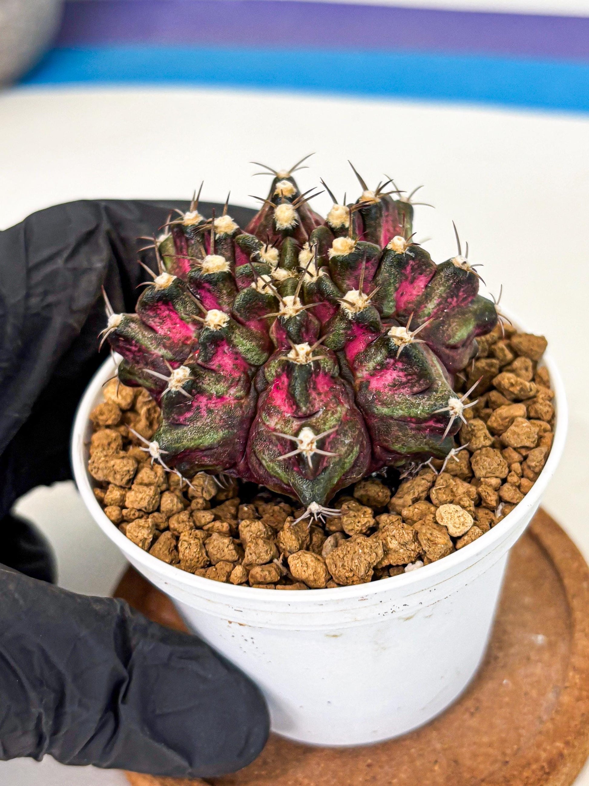 Gymnocalycium T-Rex (gy10) (y1) | Variegated Cactus