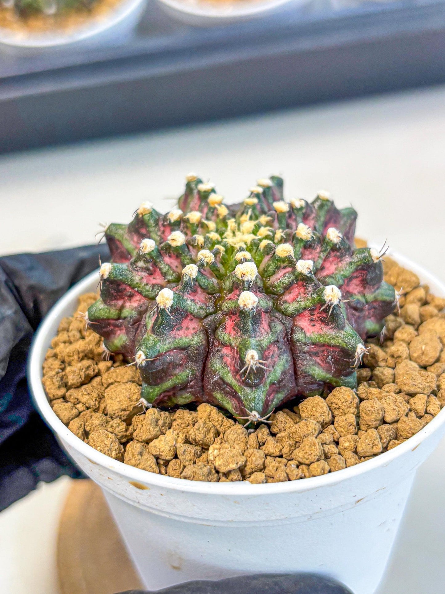 Gymnocalycium T-Rex (gy10) (y2) | Variegated Cactus