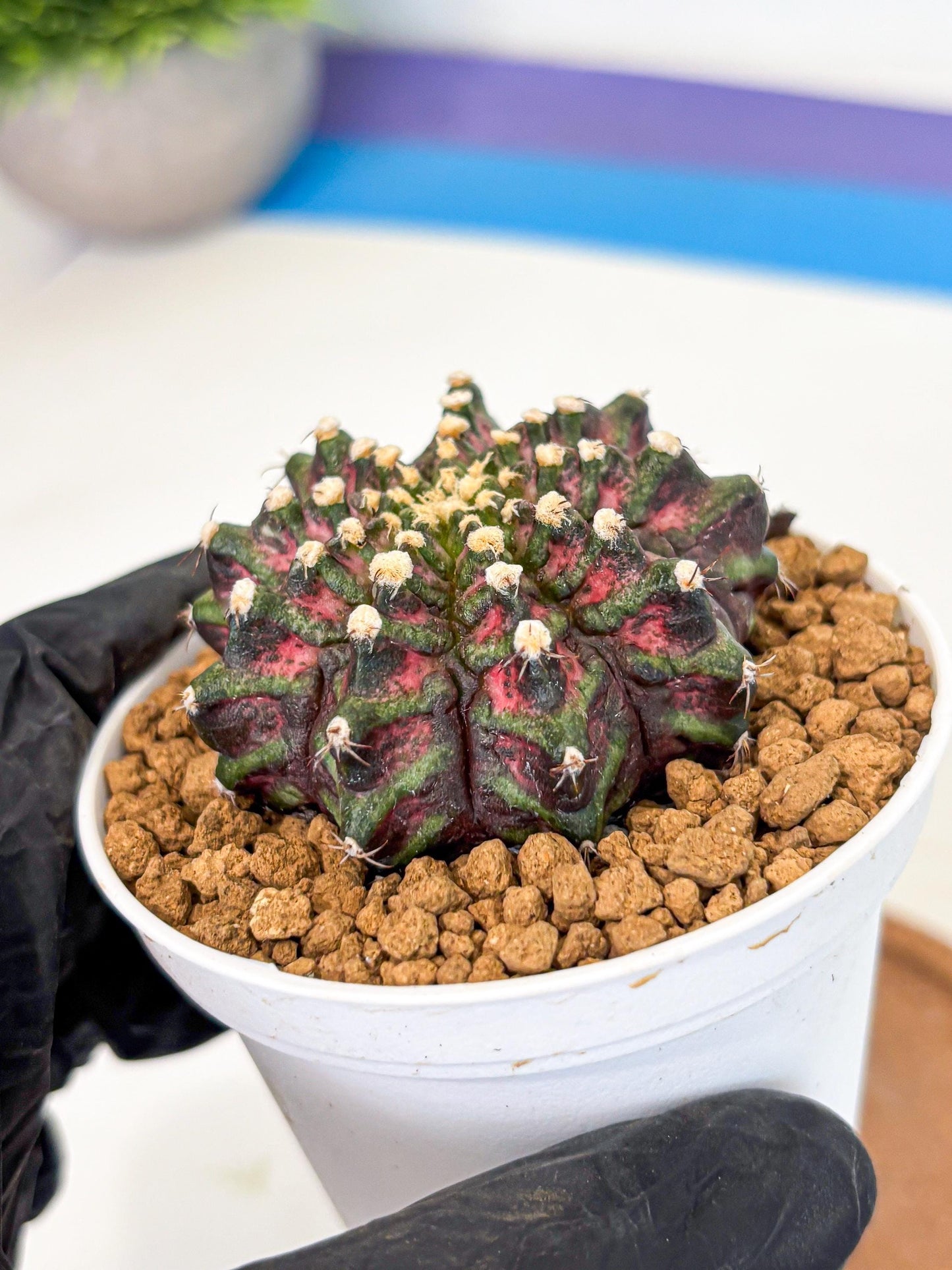 Gymnocalycium T-Rex (gy10) (y2) | Variegated Cactus