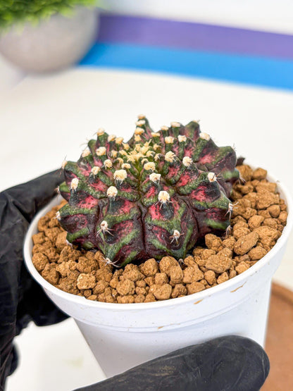 Gymnocalycium T-Rex (gy10) (y2) | Variegated Cactus