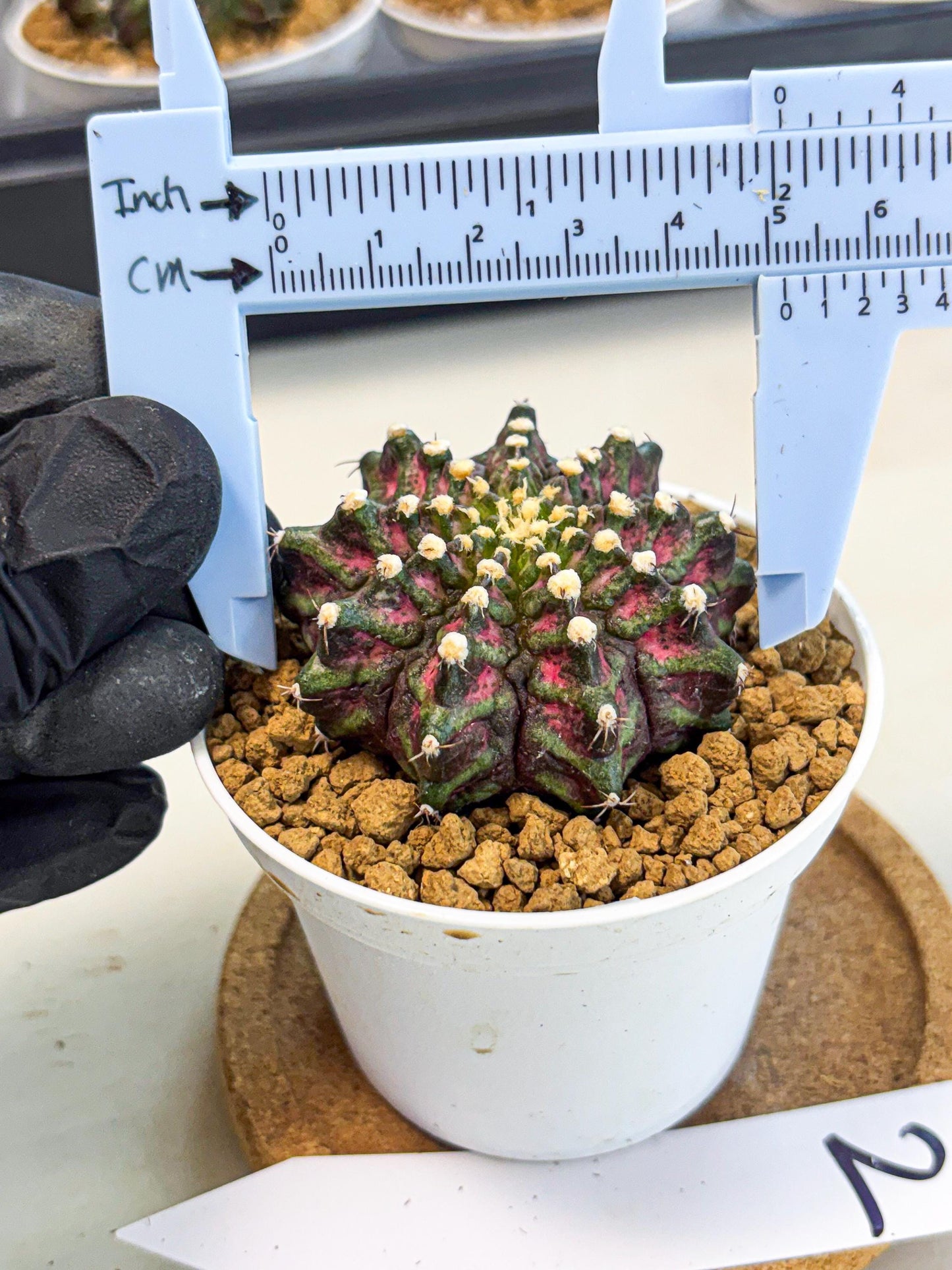 Gymnocalycium T-Rex (gy10) (y2) | Variegated Cactus