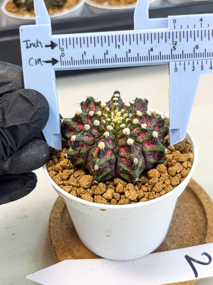 Gymnocalycium T-Rex (gy10) (y2) | Variegated Cactus