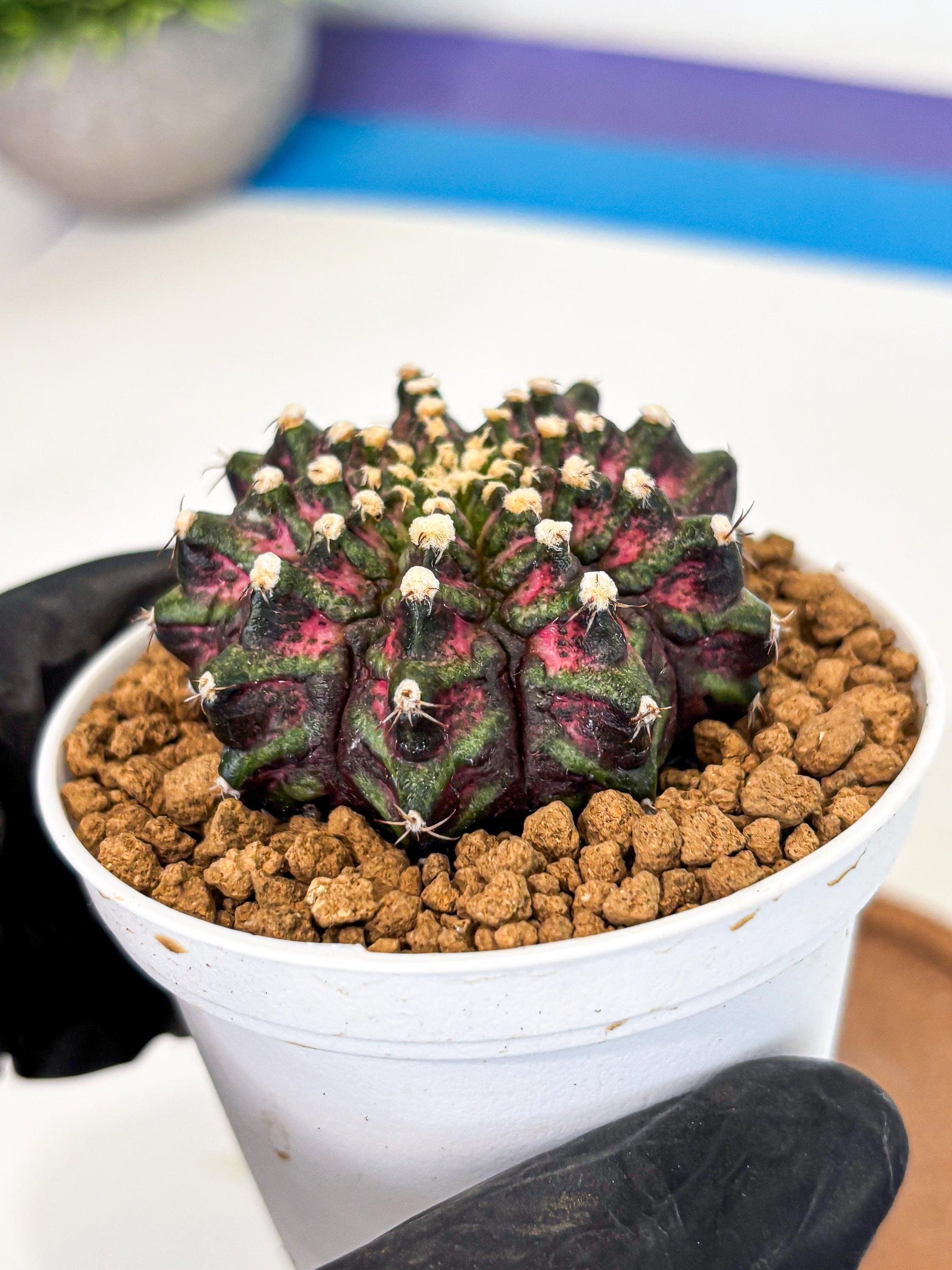Gymnocalycium T-Rex (gy10) (y2) | Variegated Cactus