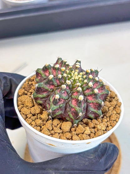 Gymnocalycium T-Rex (gy10) (y2) | Variegated Cactus