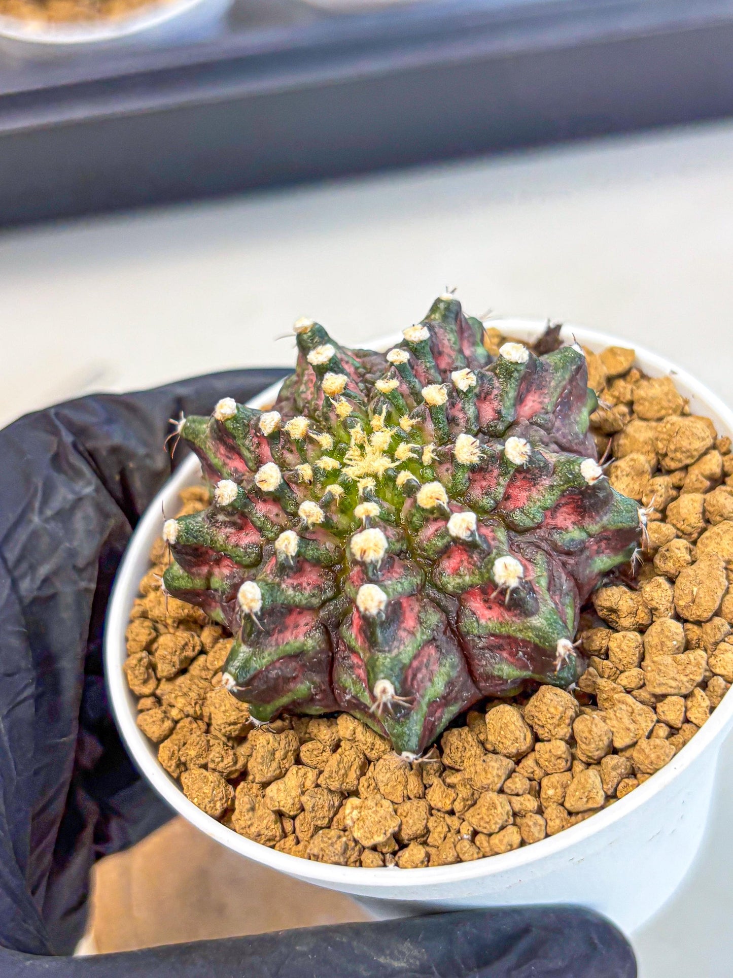 Gymnocalycium T-Rex (gy10) (y2) | Variegated Cactus