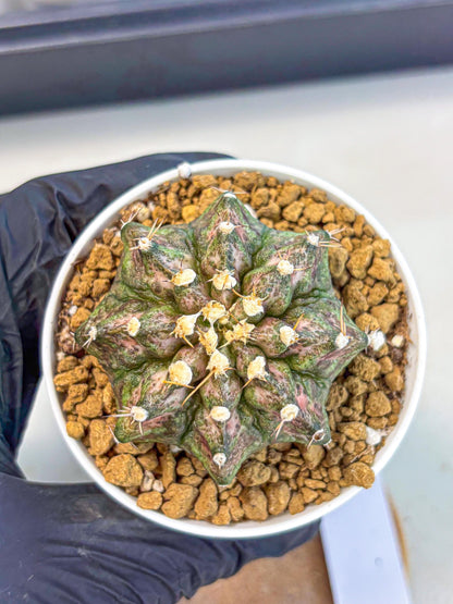 Gymnocalycium T-Rex (gy10) (y3) | Variegated Cactus