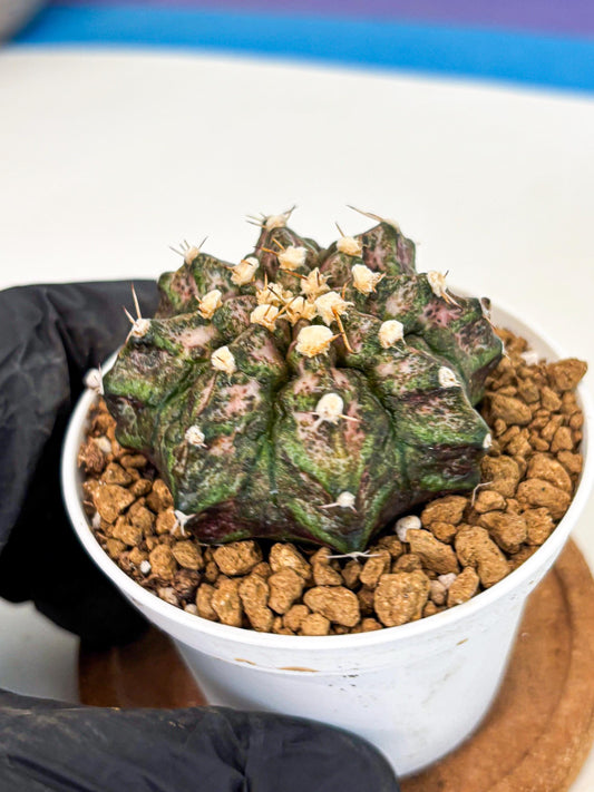 Gymnocalycium T-Rex (gy10) (y3) | Variegated Cactus