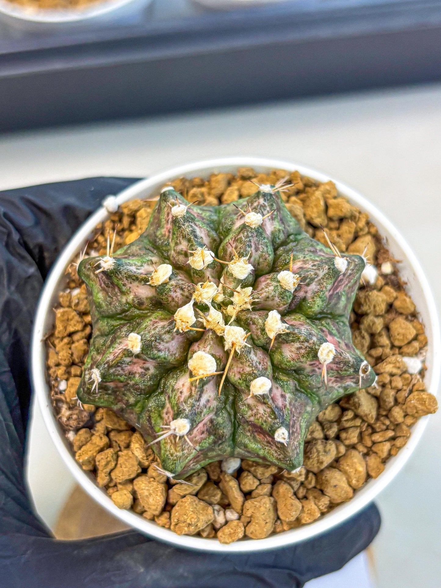 Gymnocalycium T-Rex (gy10) (y3) | Variegated Cactus