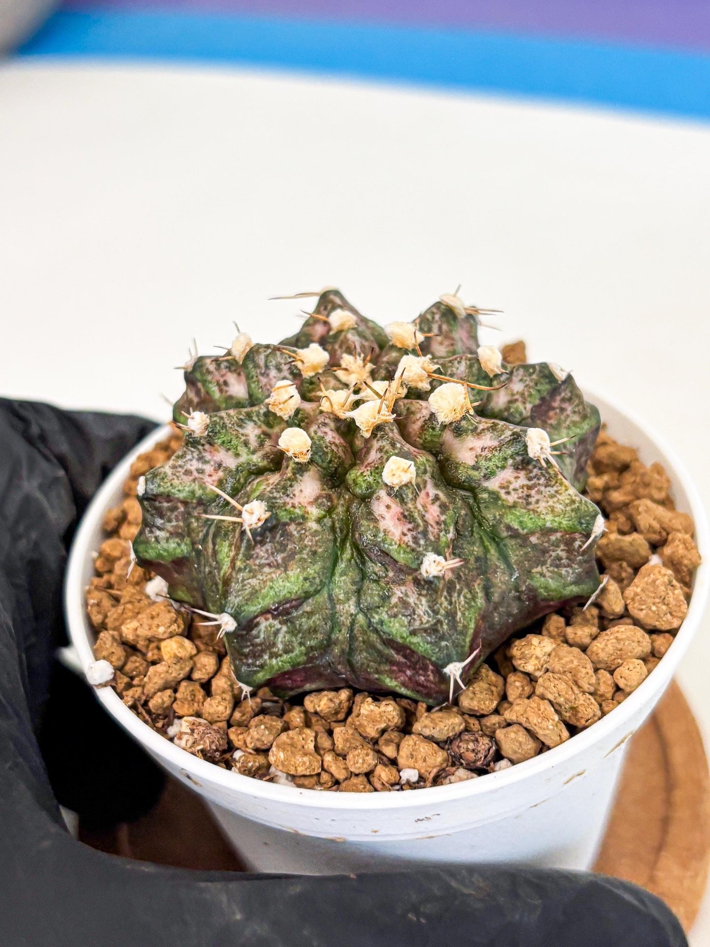 Gymnocalycium T-Rex (gy10) (y3) | Variegated Cactus