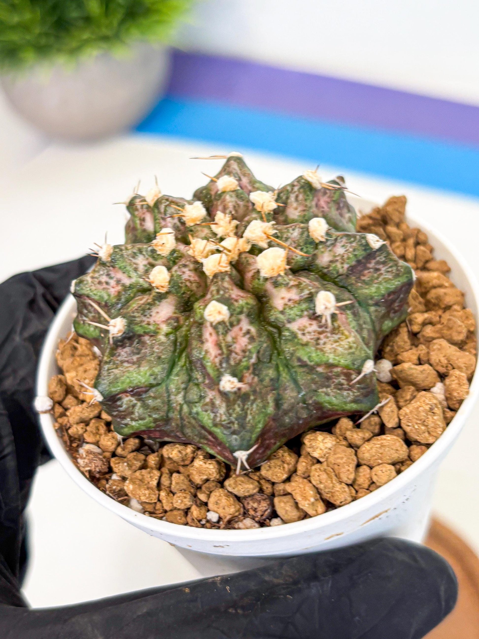 Gymnocalycium T-Rex (gy10) (y3) | Variegated Cactus