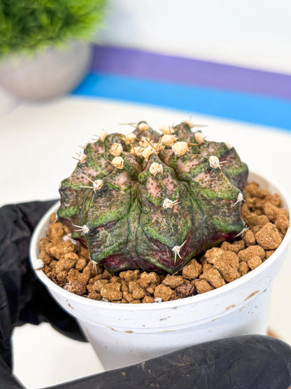 Gymnocalycium T-Rex (gy10) (y3) | Variegated Cactus