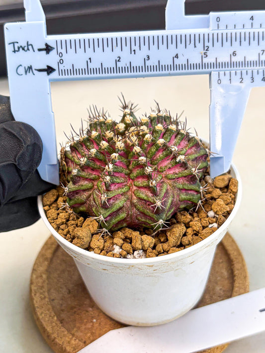 Gymnocalycium T-Rex (gy10) (y4) | Variegated Cactus