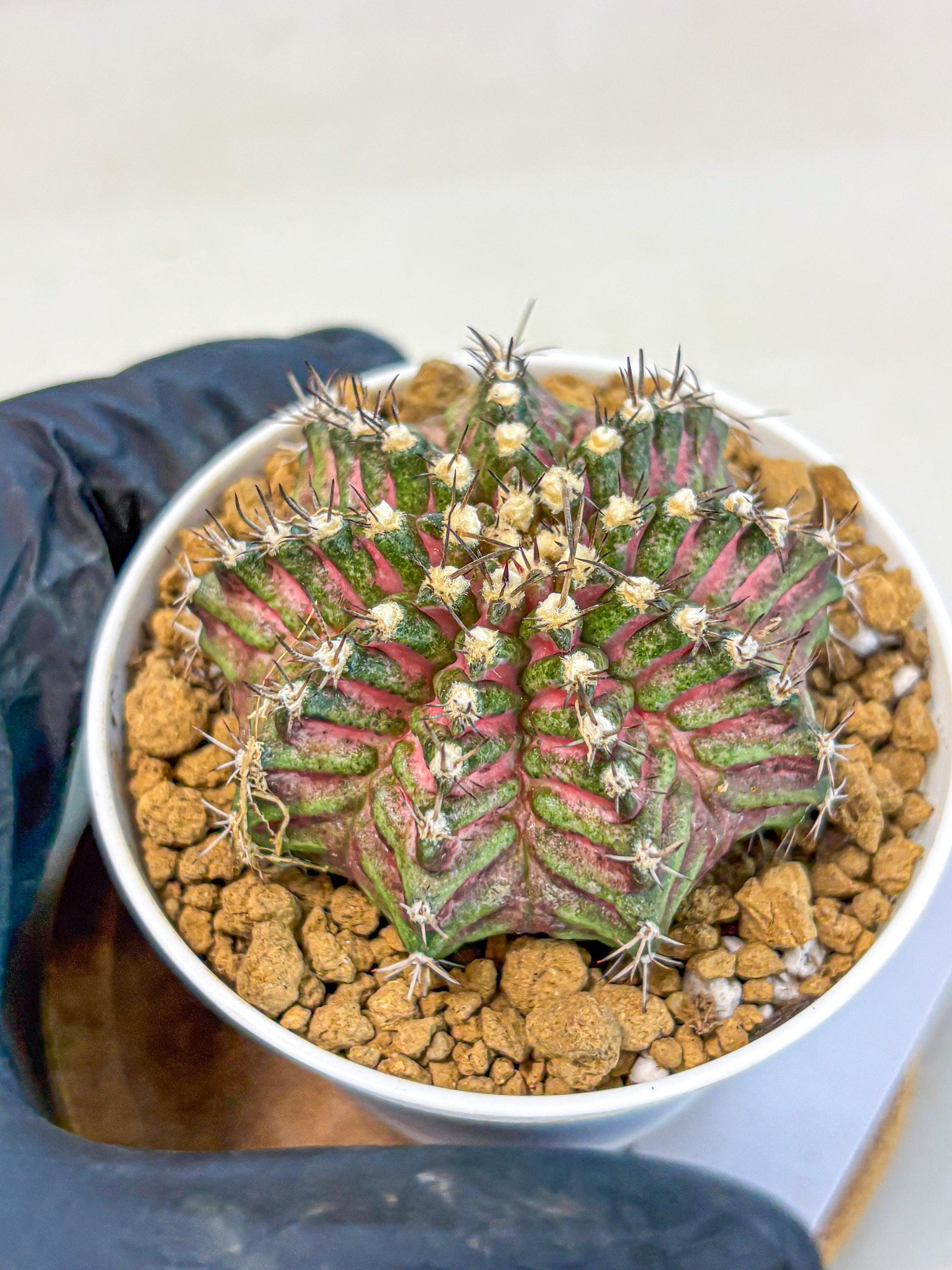 Gymnocalycium T-Rex (gy10) (y4) | Variegated Cactus