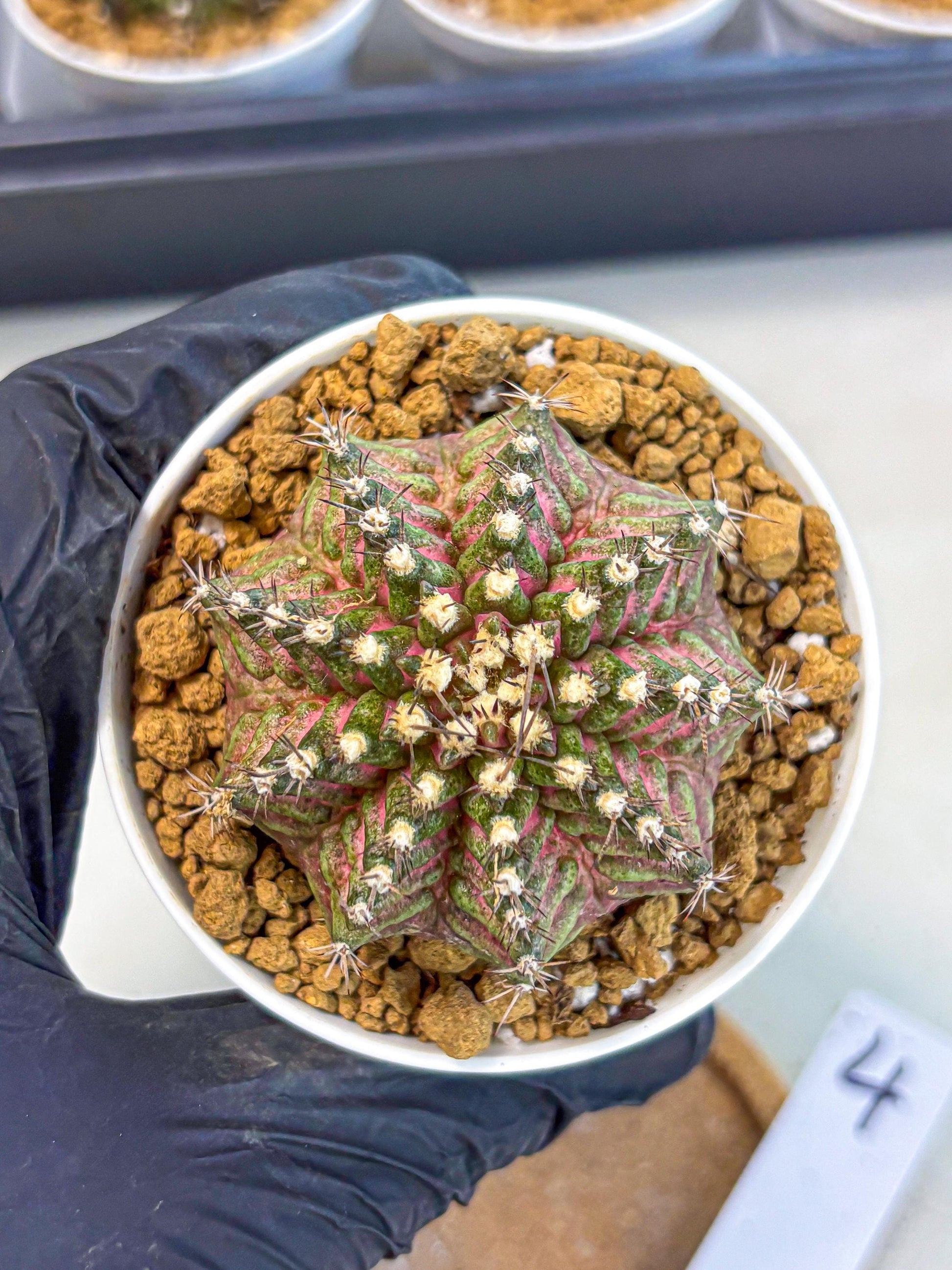 Gymnocalycium T-Rex (gy10) (y4) | Variegated Cactus