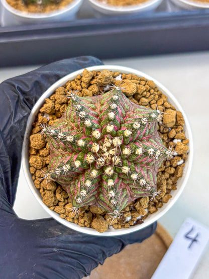 Gymnocalycium T-Rex (gy10) (y4) | Variegated Cactus