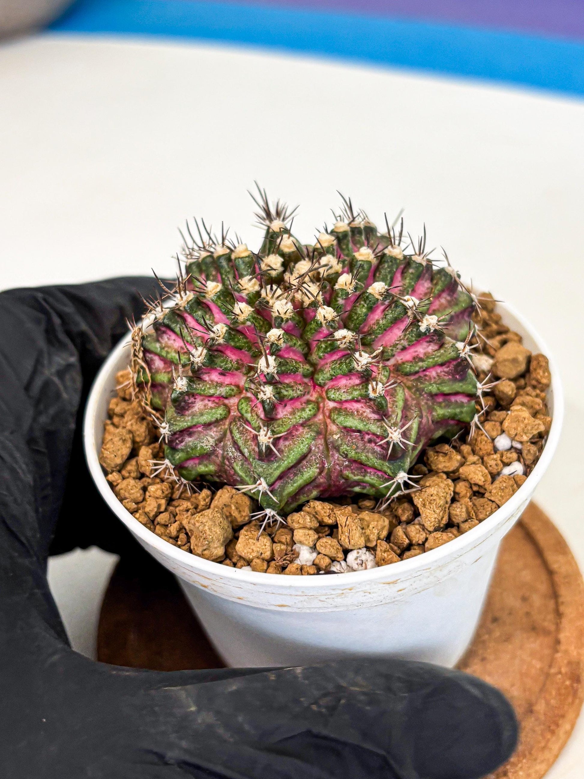 Gymnocalycium T-Rex (gy10) (y4) | Variegated Cactus