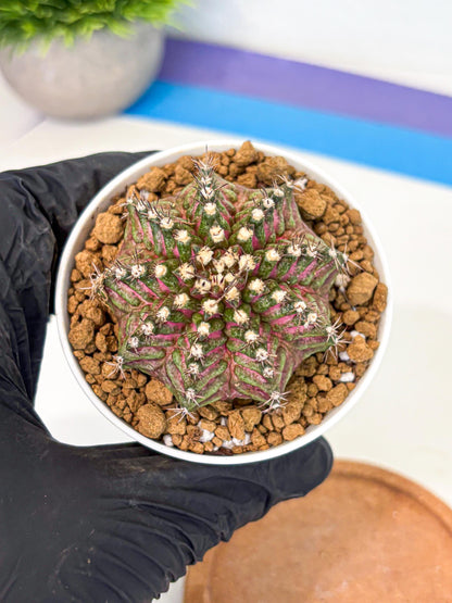 Gymnocalycium T-Rex (gy10) (y4) | Variegated Cactus