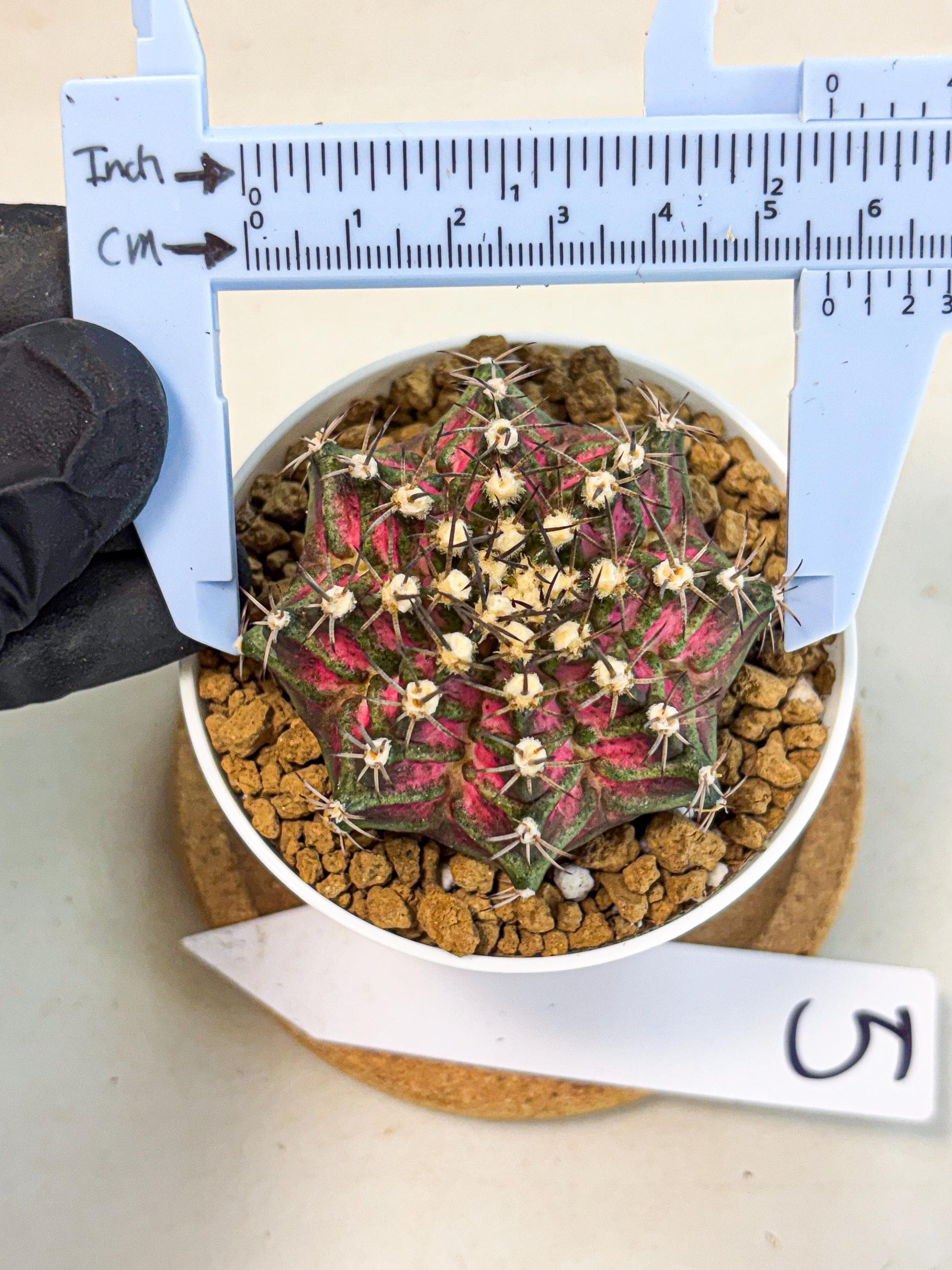 Gymnocalycium T-Rex (gy10) (y5) | Variegated Cactus