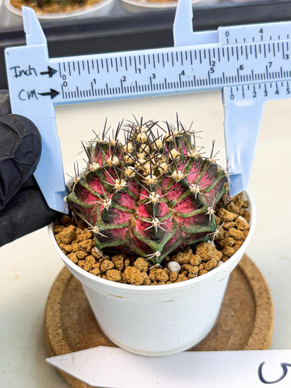 Gymnocalycium T-Rex (gy10) (y5) | Variegated Cactus