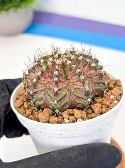 Gymnocalycium T-Rex (gy10) (y4) | Variegated Cactus